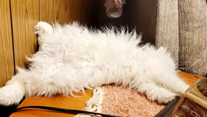 Cameron's Purebred Persians Cattery Picture 6