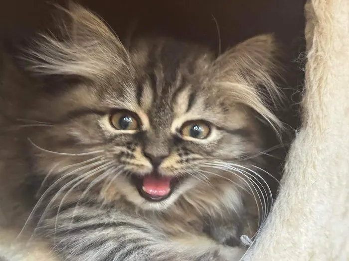 Cameron's Purebred Persians Cattery Picture 8