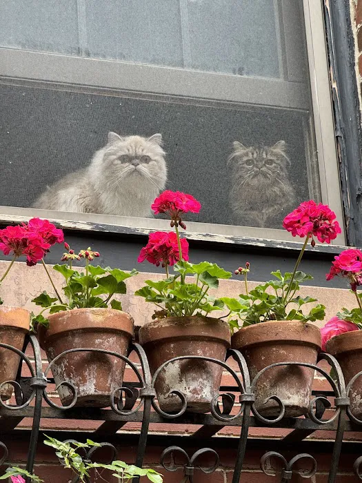 Cameron's Purebred Persians Cattery Picture 10