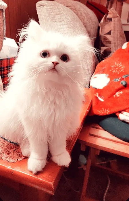 Cameron's Purebred Persians Cattery Picture 1
