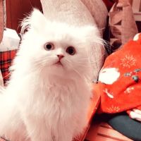 Cameron's Purebred Persians Cattery ico