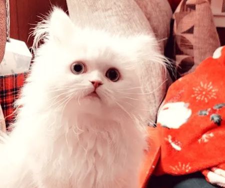 Cameron's Purebred Persians Cattery