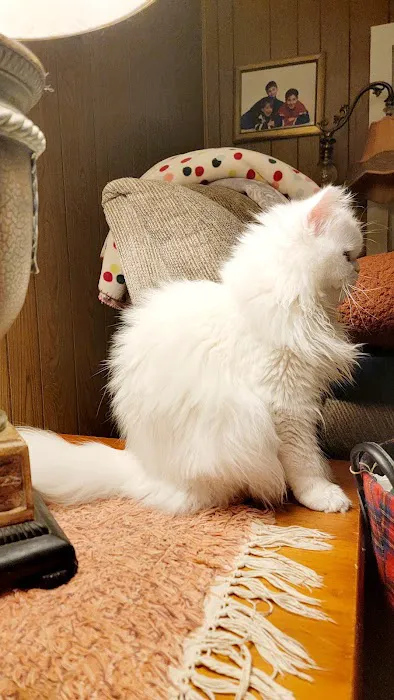 Cameron's Purebred Persians Cattery Picture 5