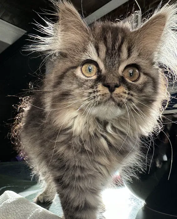 Cameron's Purebred Persians Cattery Picture 9