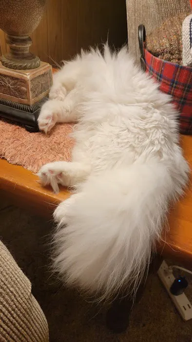 Cameron's Purebred Persians Cattery Picture 3