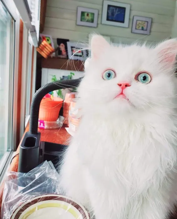 Cameron's Purebred Persians Cattery Picture 7