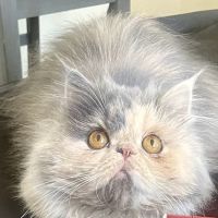 Old Castle Persians and Himalayans ico