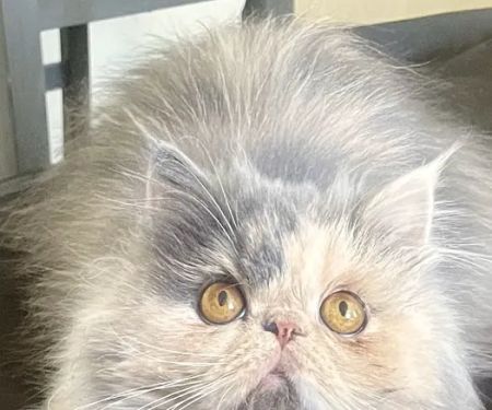 Old Castle Persians and Himalayans