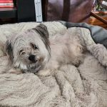 South Paw Animal Care