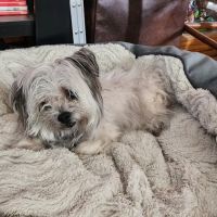 South Paw Animal Care ico