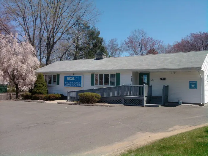 VCA South Hadley Animal Hospital Picture 8