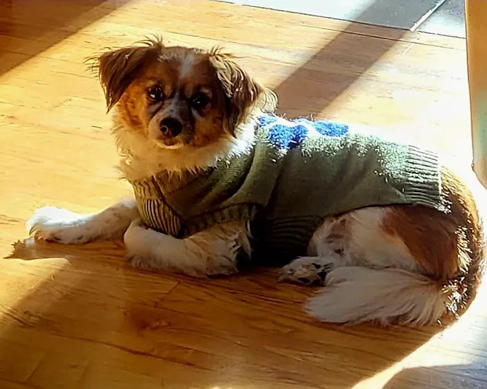 VCA South Hadley Animal Hospital Picture 7