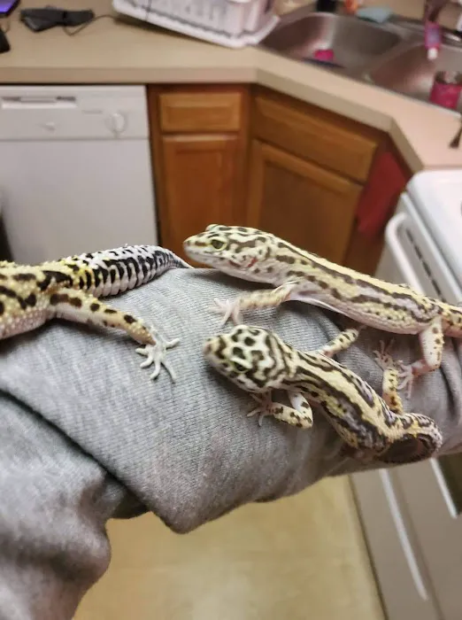 INDIANA REPTILE BREEDERS EXPO *once a month* Picture 6