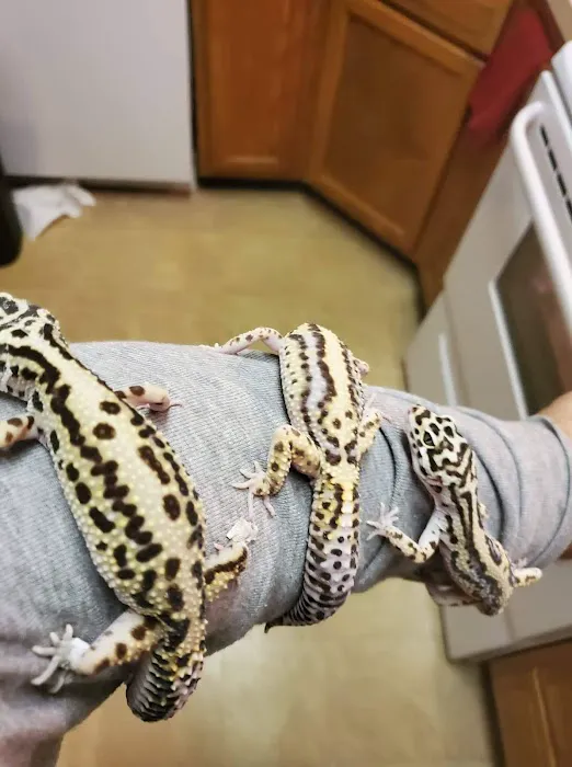 INDIANA REPTILE BREEDERS EXPO *once a month* Picture 5