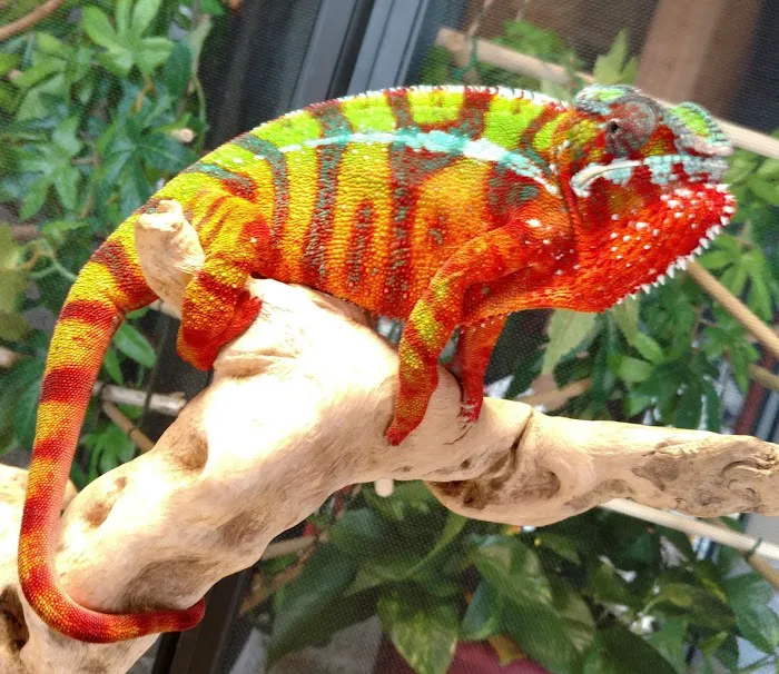 INDIANA REPTILE BREEDERS EXPO *once a month* Picture 2
