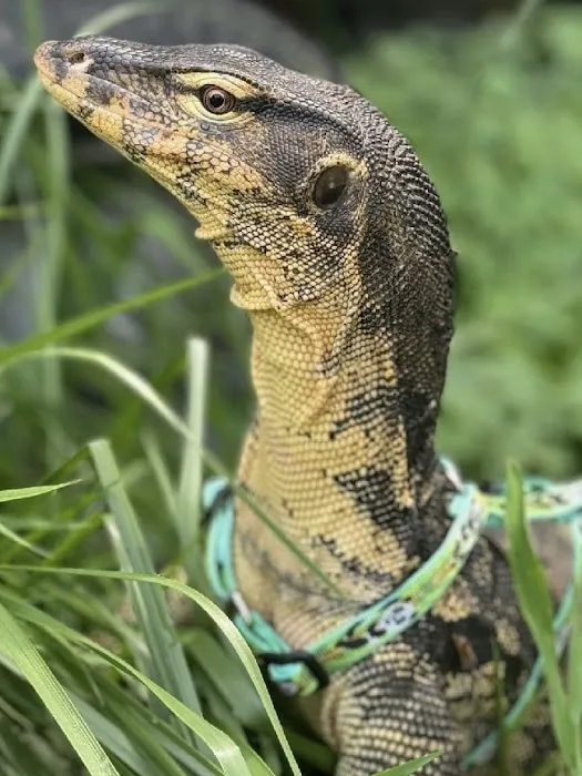 INDIANA REPTILE BREEDERS EXPO *once a month* Picture 9