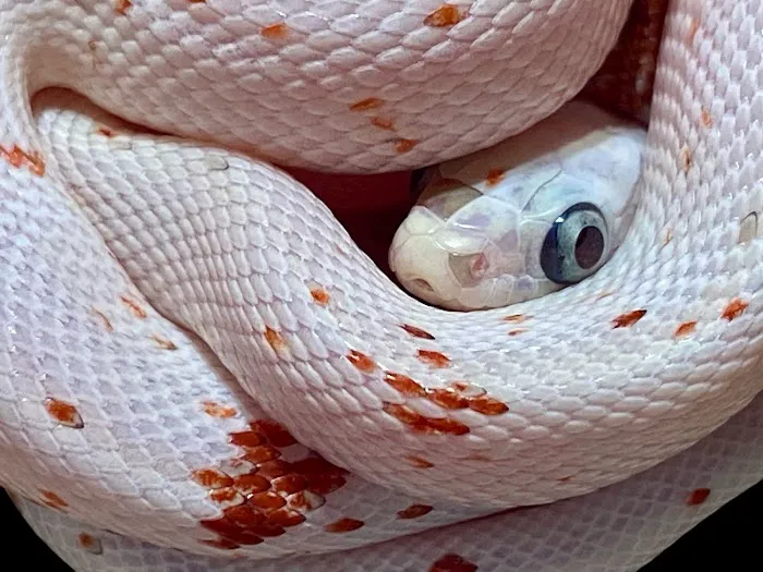 INDIANA REPTILE BREEDERS EXPO *once a month* Picture 7