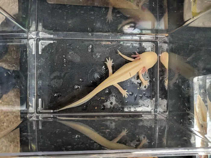 INDIANA REPTILE BREEDERS EXPO *once a month* Picture 8