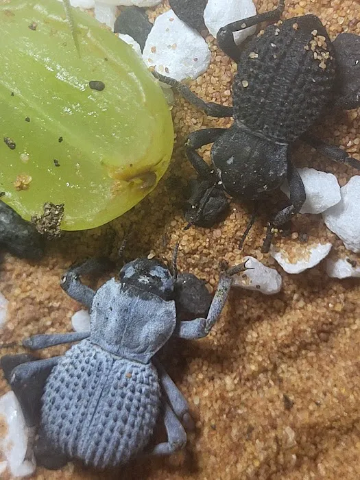 INDIANA REPTILE BREEDERS EXPO *once a month* Picture 10
