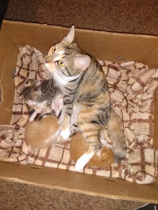 Greentree Pet Center Picture 6