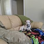 Petco