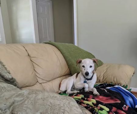 Petco