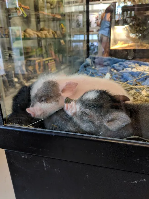 Pet's Palace Picture 3