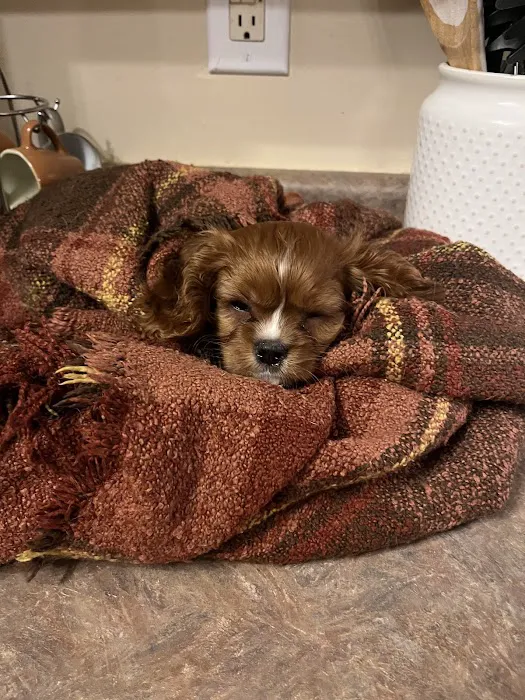 Puppygram Louisville Picture 2