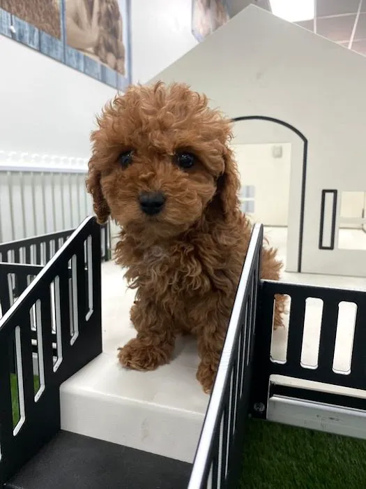 Puppygram Louisville Picture 1