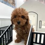 Puppygram Louisville