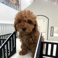 Puppygram Louisville ico
