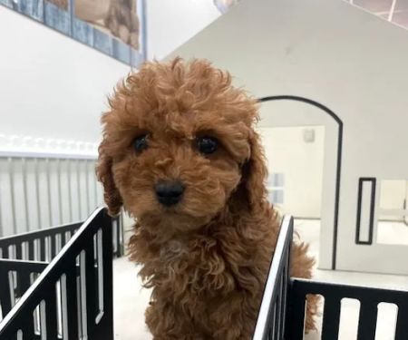 Puppygram Louisville