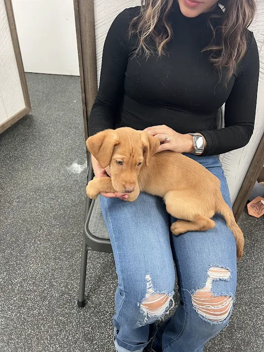 Puppygram Louisville Picture 8