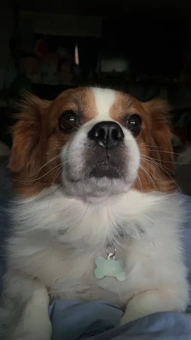 Integrity Veterinary Center Picture 8