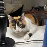 Integrity Veterinary Center