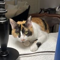 Integrity Veterinary Center ico