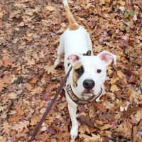 Countryside Animal Hospital ico