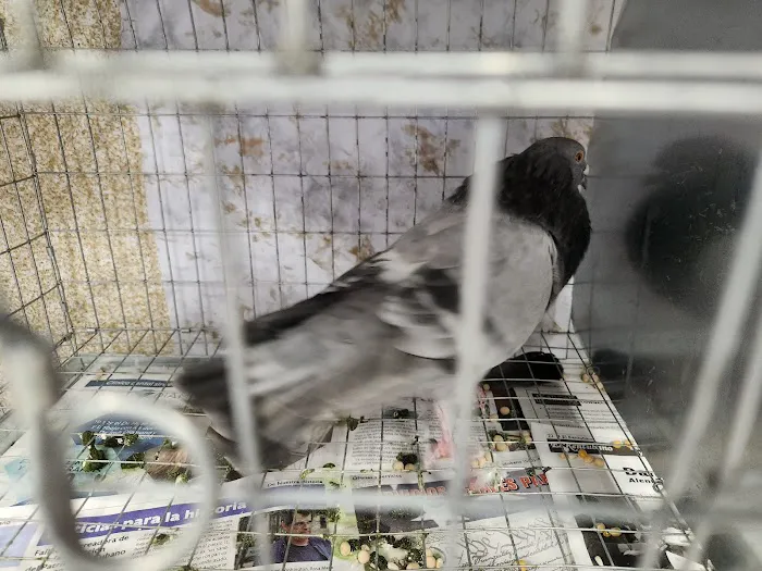 Soria Petshop Picture 4