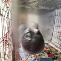 Soria Petshop ico