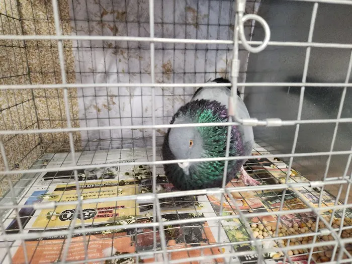 Soria Petshop Picture 10