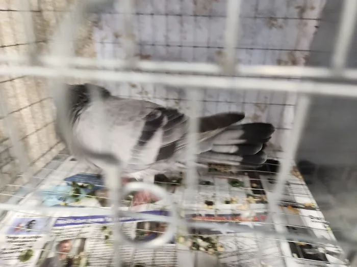 Soria Petshop Picture 8