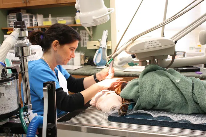Northampton Veterinary Clinic Picture 4