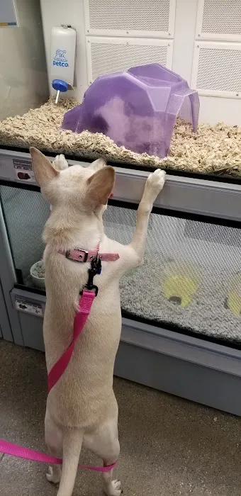 Petco Picture 9