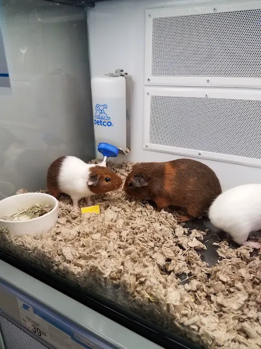 Petco Picture 4