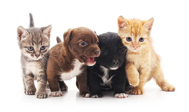 Ludlow Animal Clinic, P.C. Picture 1
