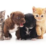 Ludlow Animal Clinic, P.C.