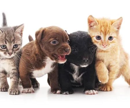Ludlow Animal Clinic, P.C.