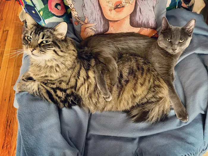 The Cat Hospital Picture 4