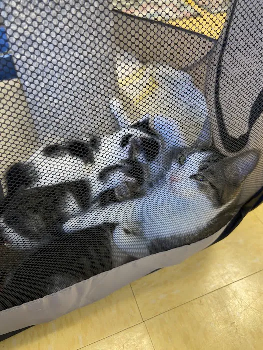 The Cat Hospital Picture 7