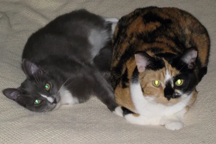 The Cat Hospital Picture 6